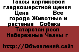 Таксы карликовой гладкошерстной щенки › Цена ­ 20 000 - Все города Животные и растения » Собаки   . Татарстан респ.,Набережные Челны г.